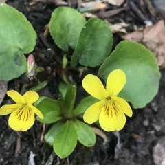 Viola orbiculata