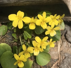 Viola orbiculata