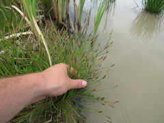 Eleocharis engelmannii