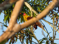 Psarocolius bifasciatus