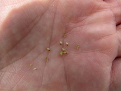 Eleocharis engelmannii