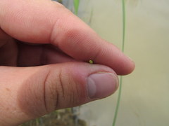 Eleocharis engelmannii
