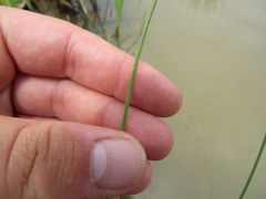 Eleocharis engelmannii
