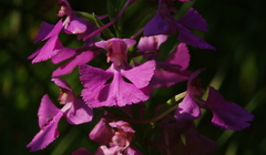 Platanthera peramoena