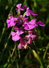 Platanthera peramoena