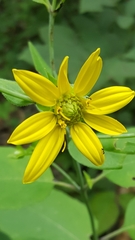 Silphium brachiatum