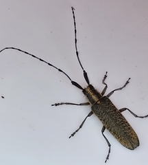 Agapanthia villosoviridescens