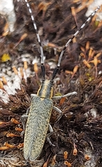 Agapanthia villosoviridescens