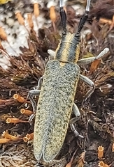Agapanthia villosoviridescens
