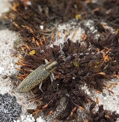 Agapanthia villosoviridescens