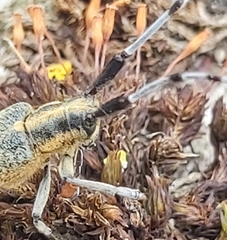 Agapanthia villosoviridescens
