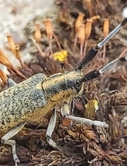 Agapanthia villosoviridescens