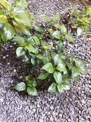 Hibiscus rosa-sinensis