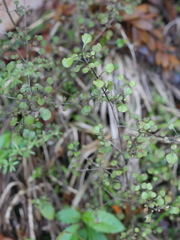 Coprosma arborea