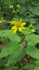 Silphium brachiatum