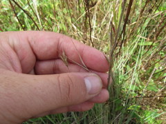 Aristida oligantha