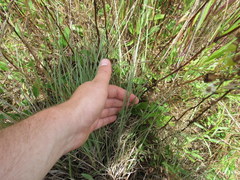 Aristida oligantha