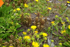 Castilleja victoriae