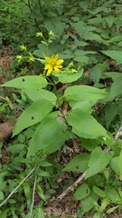 Silphium brachiatum