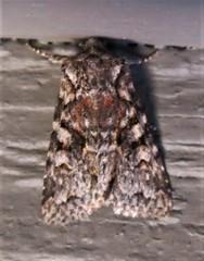 Lacinipolia cuneata