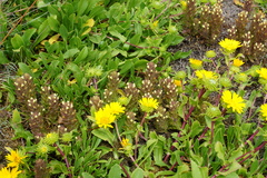Castilleja victoriae
