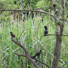 Quiscalus quiscula stonei