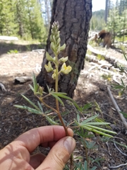 Lupinus angustiflorus