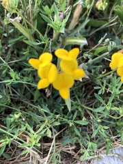 Lotus corniculatus