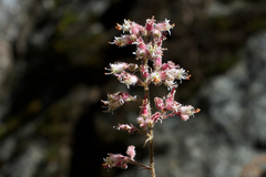 Heuchera parishii