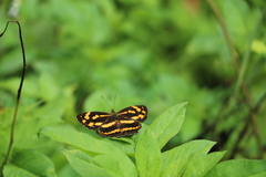 Symbrenthia lilaea formosanus