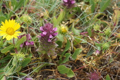 Orthocarpus bracteosus