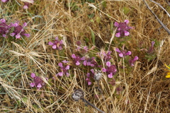 Orthocarpus bracteosus