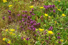 Orthocarpus bracteosus