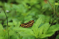 Symbrenthia lilaea formosanus