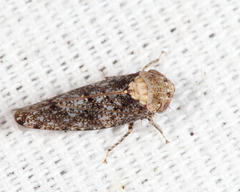 Paraphlepsius collitus