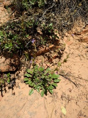 Penstemon humilis obtusifolius