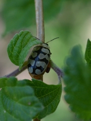 Alagoasa jacobiana