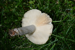 Russula farinipes