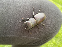 Lucanus mazama