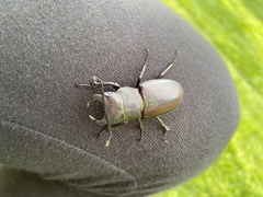 Lucanus mazama