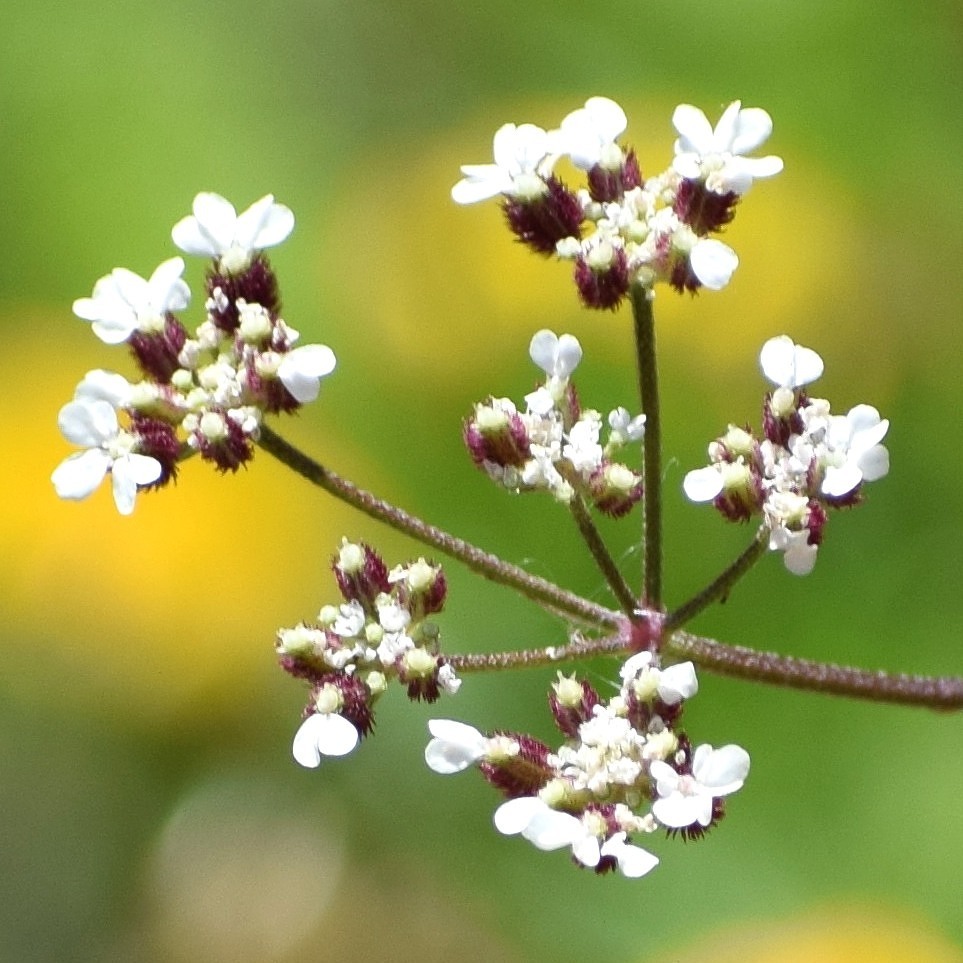 Torilis arvensis ssp. arvensis