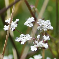 Torilis arvensis arvensis