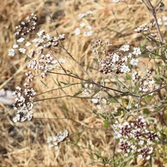 Torilis arvensis arvensis