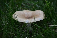 Russula farinipes
