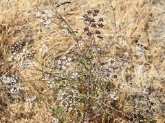 Torilis arvensis arvensis