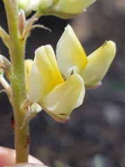 Lupinus angustiflorus
