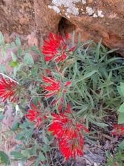 Castilleja scabrida scabrida
