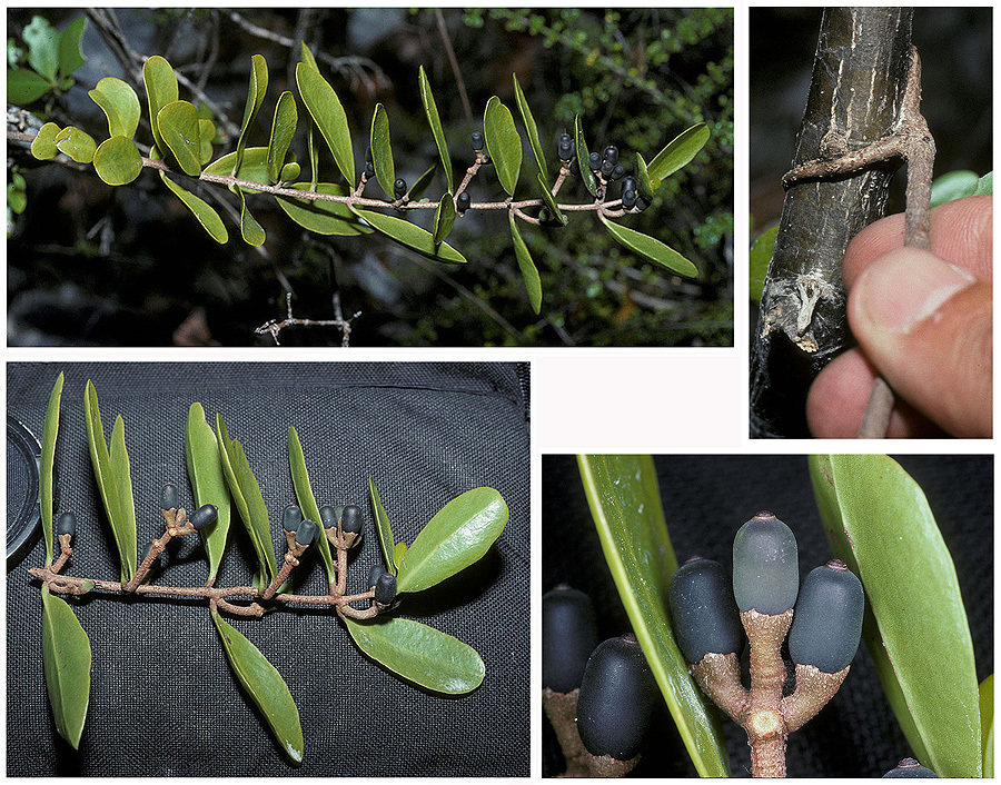 Dendropemon confertiflorus