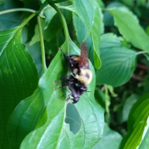Bee-like robber fly