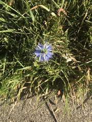 Nigella damascena